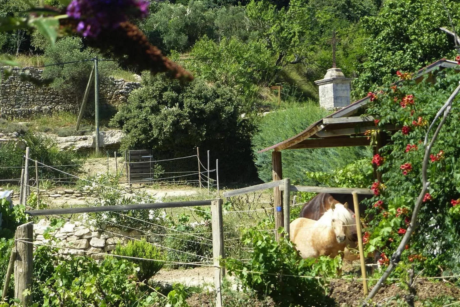 Ferienhaus in Vernègues-Tuinen zomer