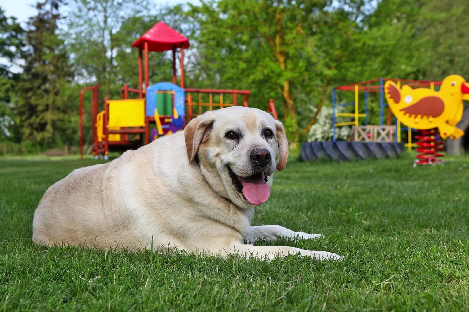 FH Nr 2 mit Hund 7-8 Personen 135 qm-Tuinen zomer