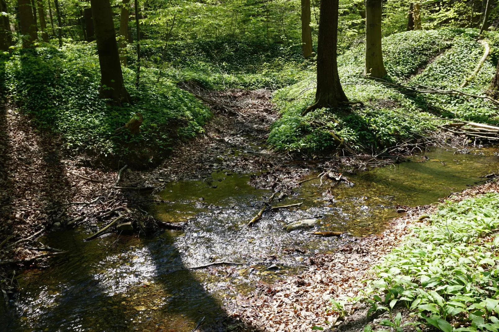 Ferienhaus in Hasselfelde - Haus 2 Blauvogel-Uitzicht