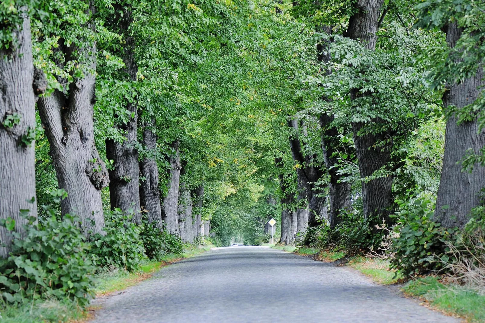 Gutshaus Zicker -Wohnung 9-Gebieden zomer 5km