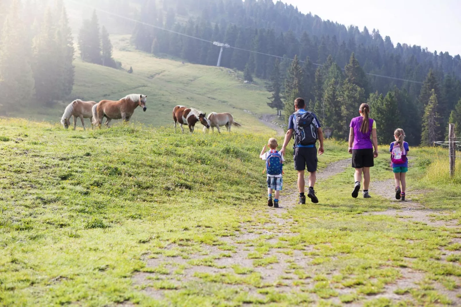 Edelweißanger-Gebieden zomer 5km