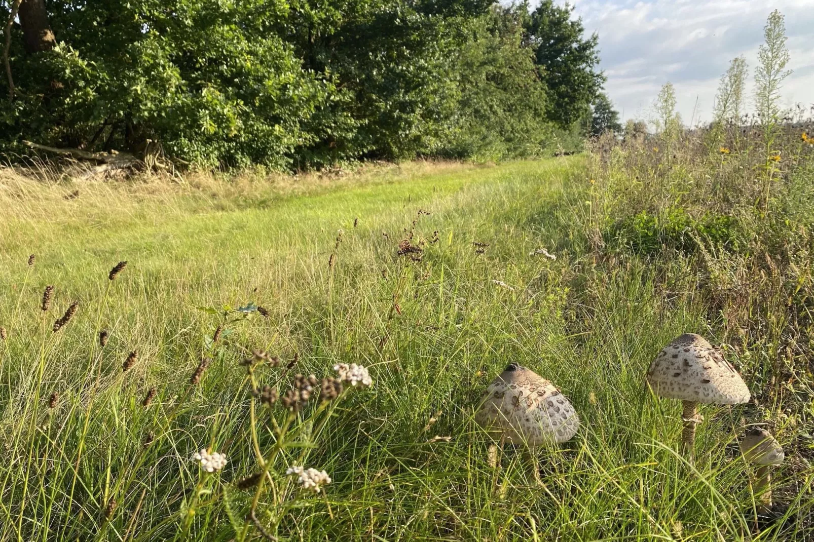 Lüneburger Heide-Gebieden zomer 5km