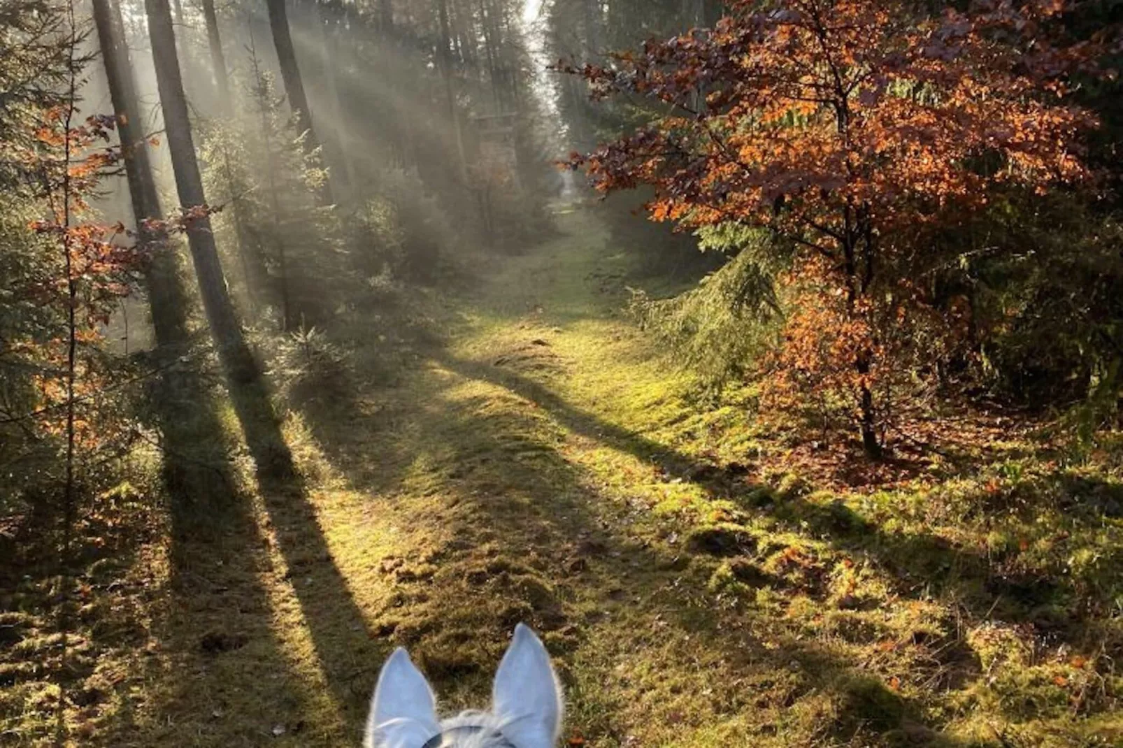 Lüneburger Heide-Gebieden zomer 1km