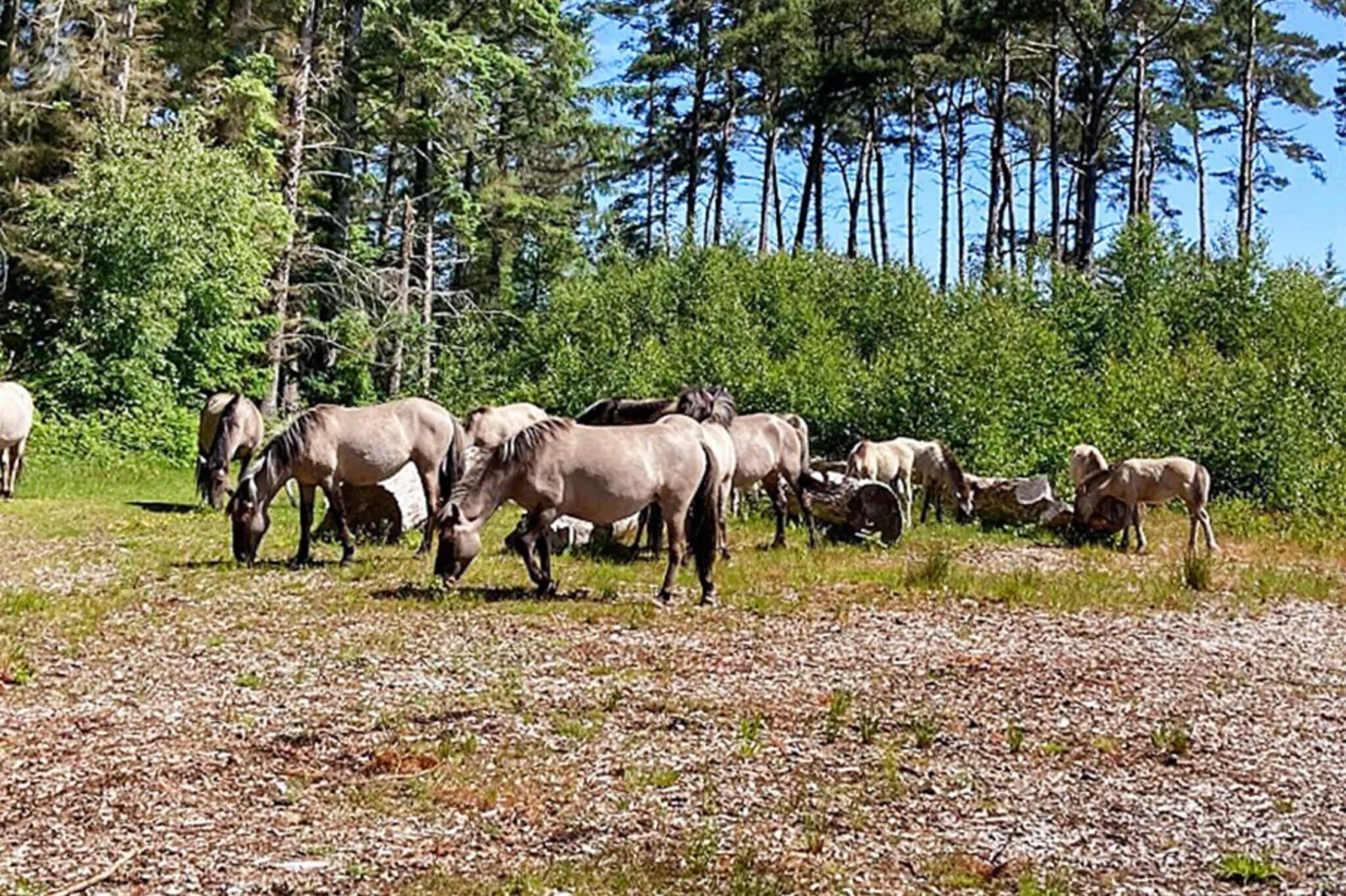 4 persoons vakantie huis in Gedser-By Traum-Buitenlucht