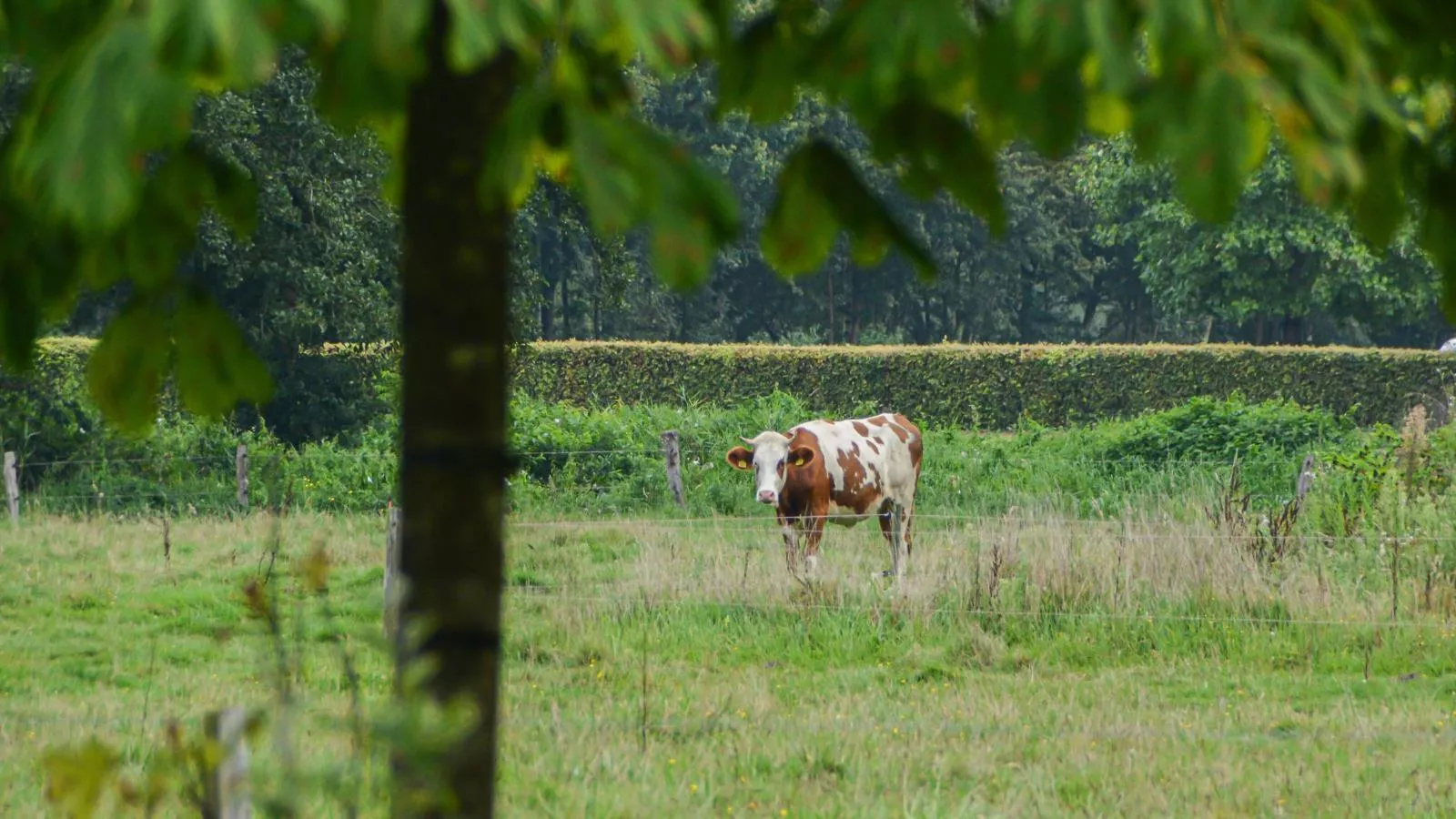 Uilenhof-Uitzicht zomer