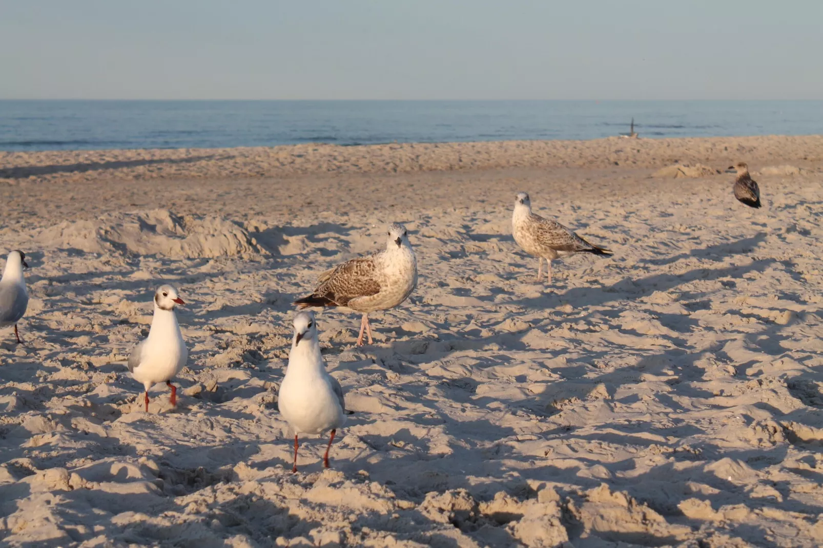 Arko 2 dicht am feinsandigen Strand-Gebieden zomer 5km