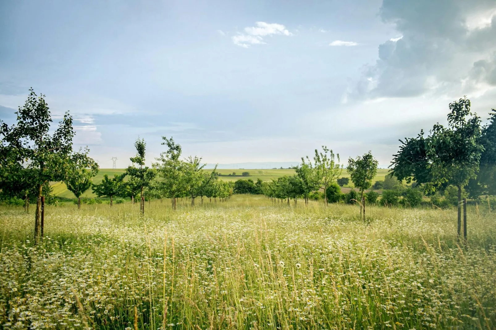 Doppelhaushälfte Zingst-Haus Paradise-Gebieden zomer 5km
