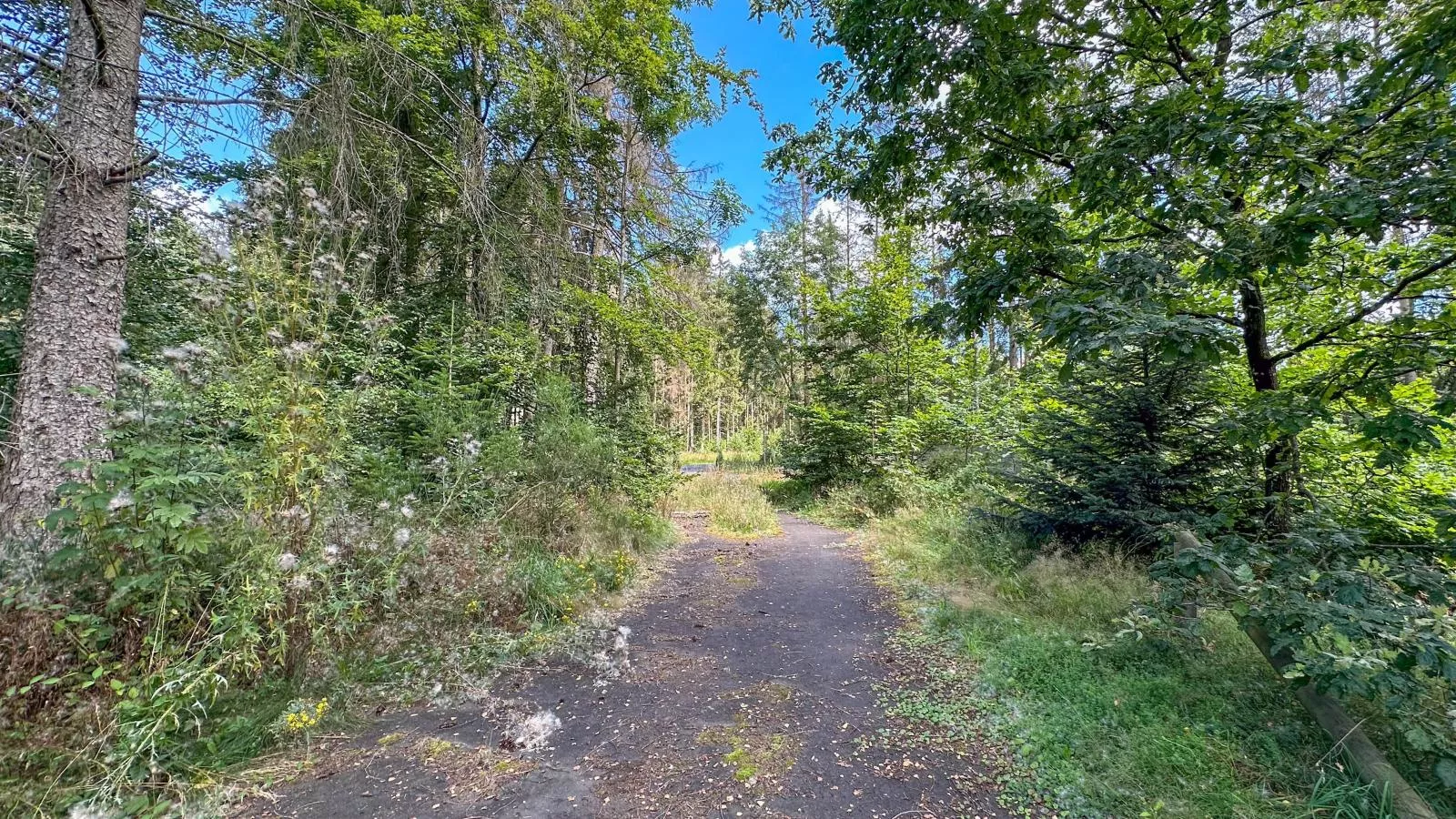 Forest Cabin-Gebieden zomer 1km