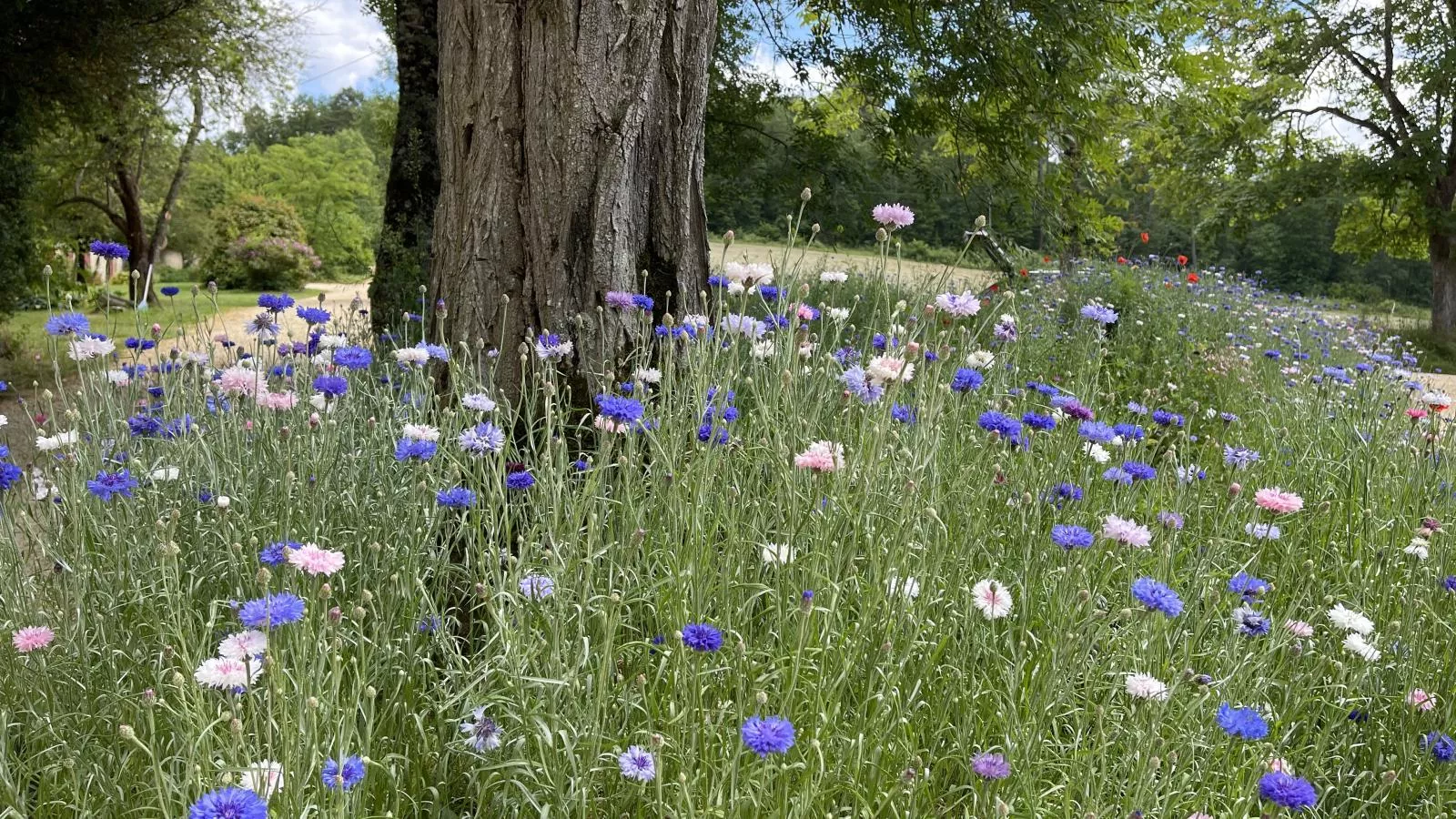 Grande gite Saint Martin le Redon-Tuinen zomer