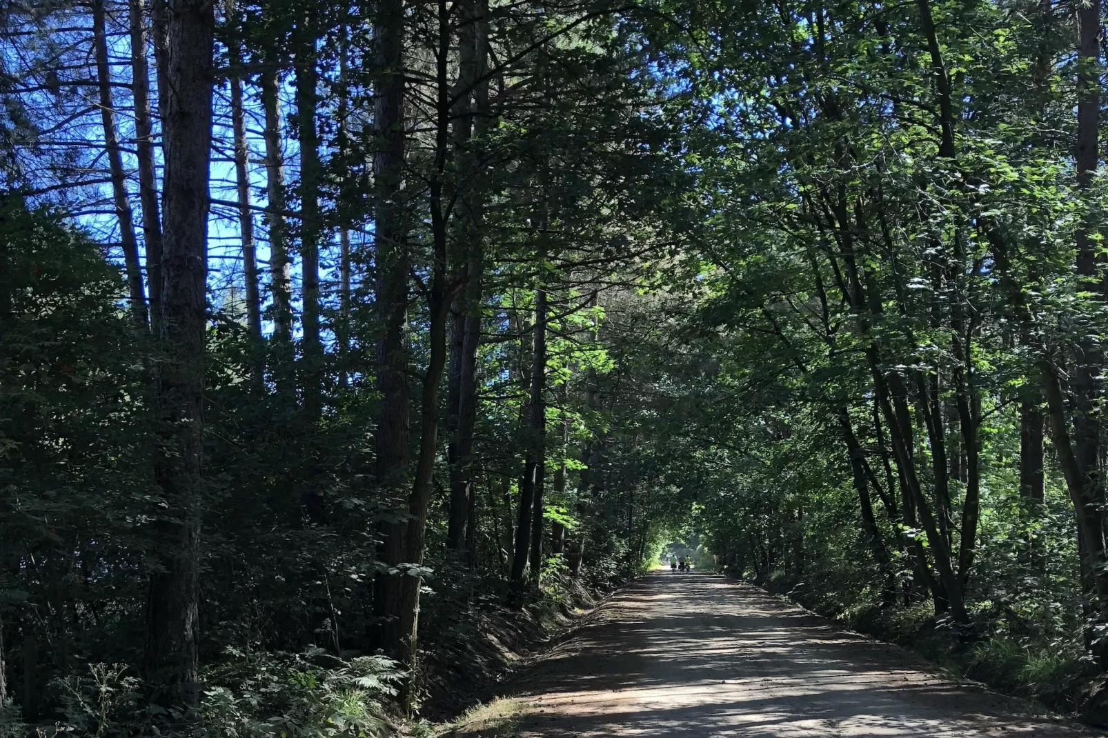 Specht-Gebieden zomer 5km