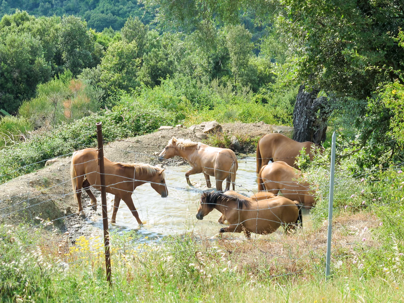 Paradiso Selvaggio-Buiten