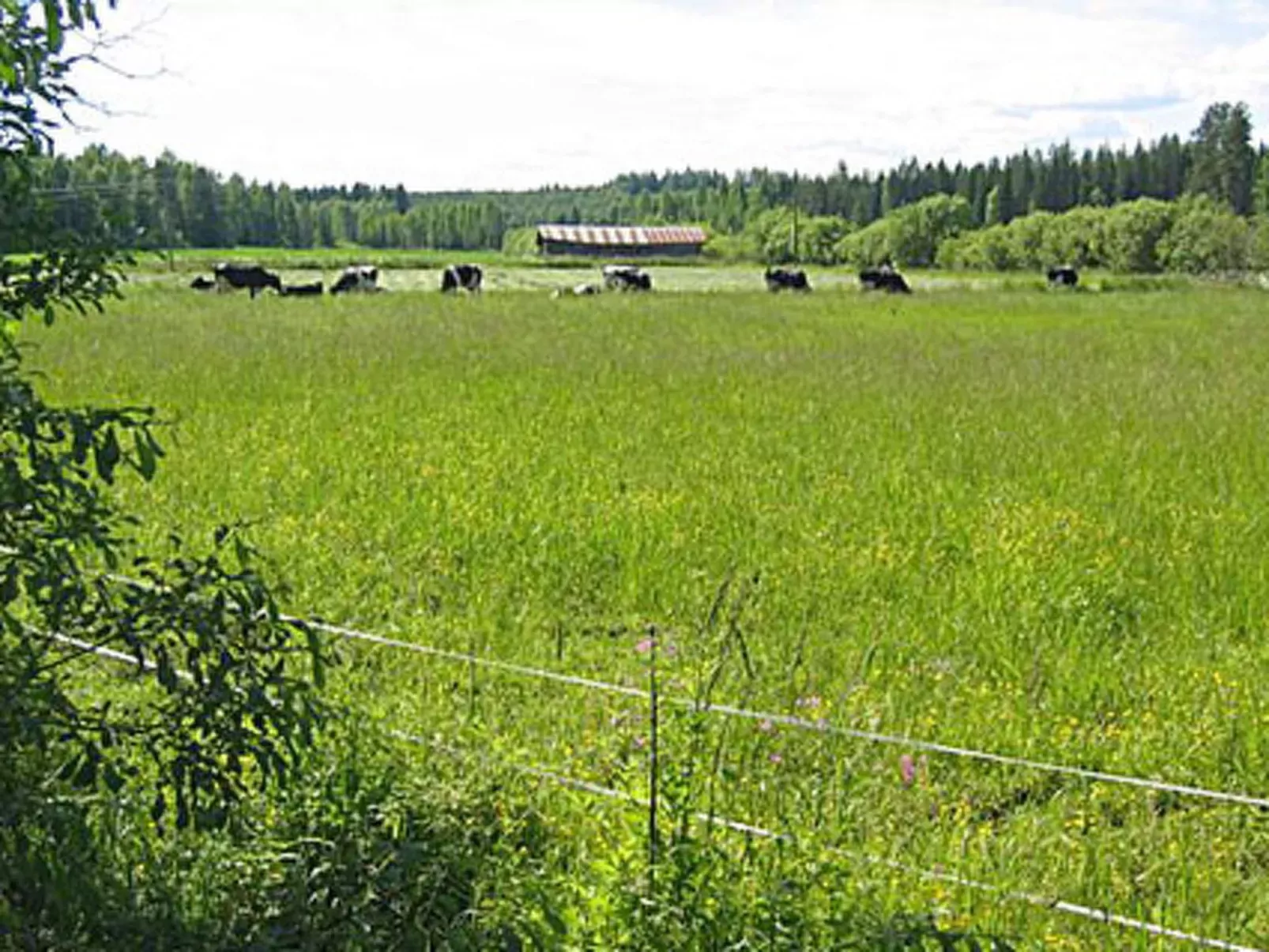 Pikkutupa-Buiten