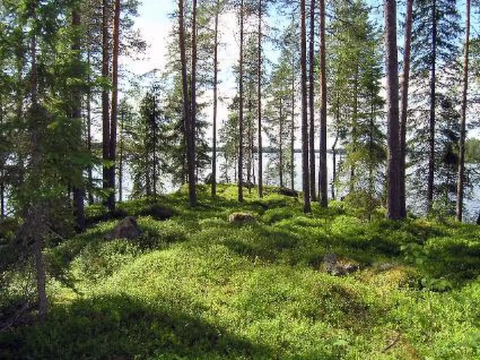 Puolukka-Binnen