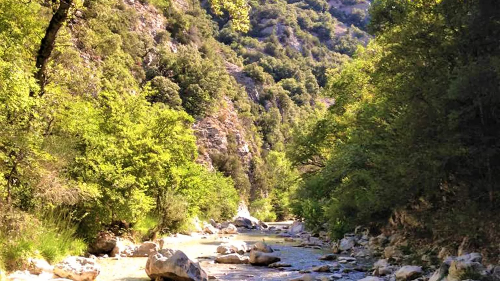 La petite Pinede