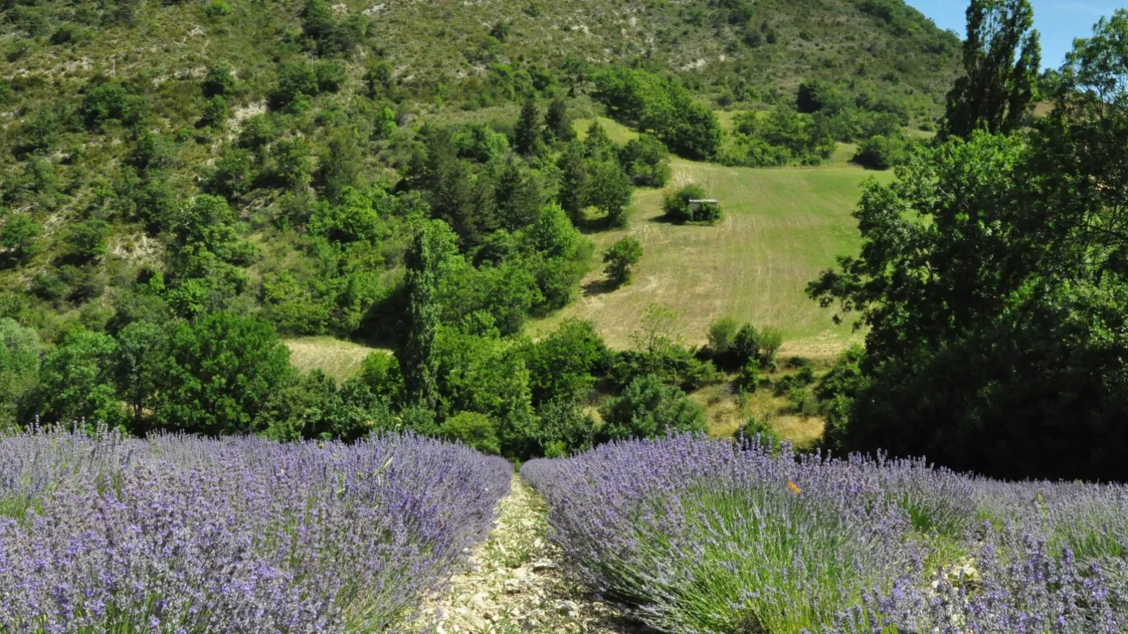 La petite Pinede-Gebieden zomer 20km
