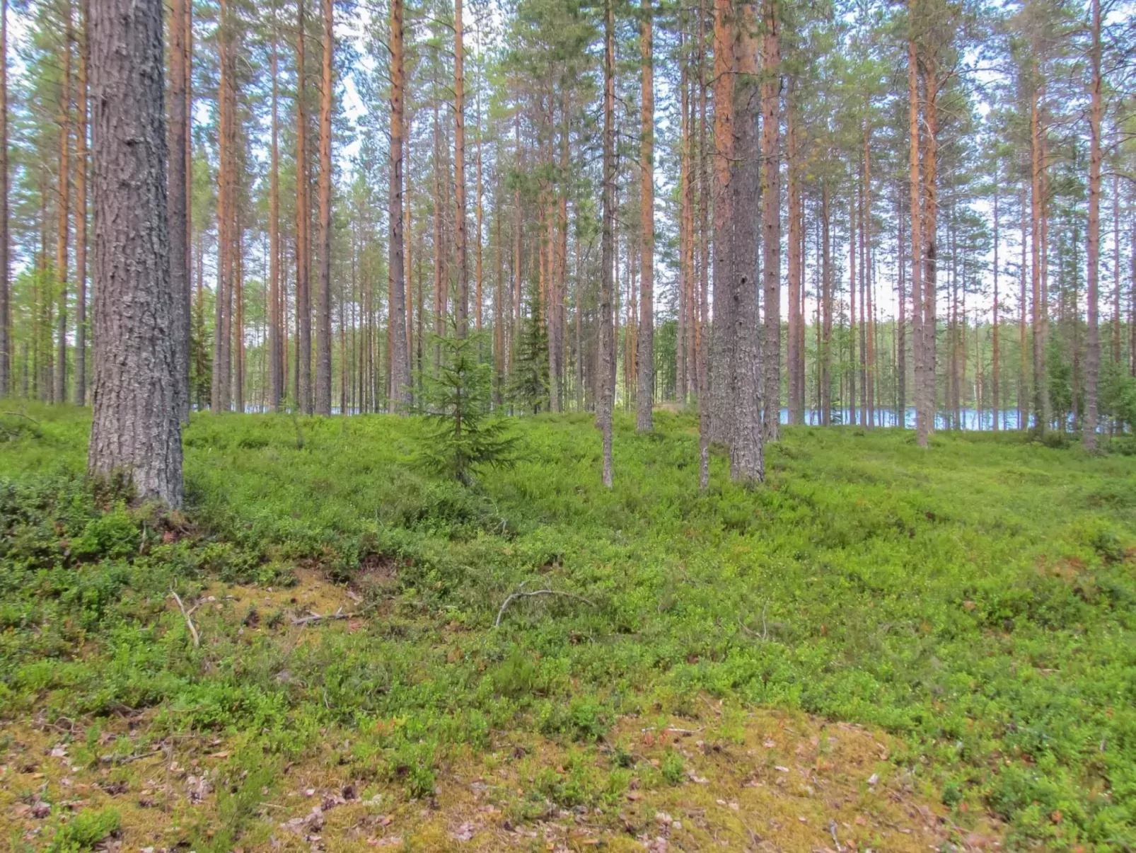 Pilkkaniemi-Buiten