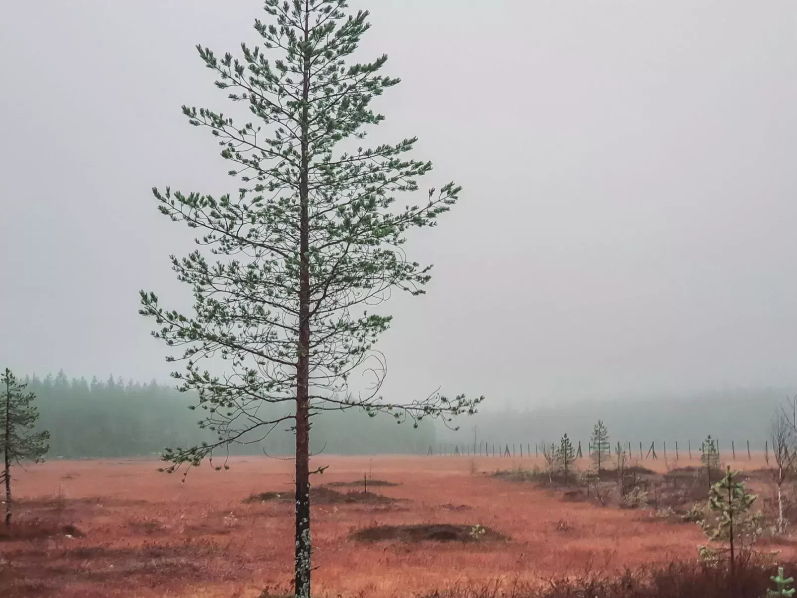 Domnan pirtti-Buiten