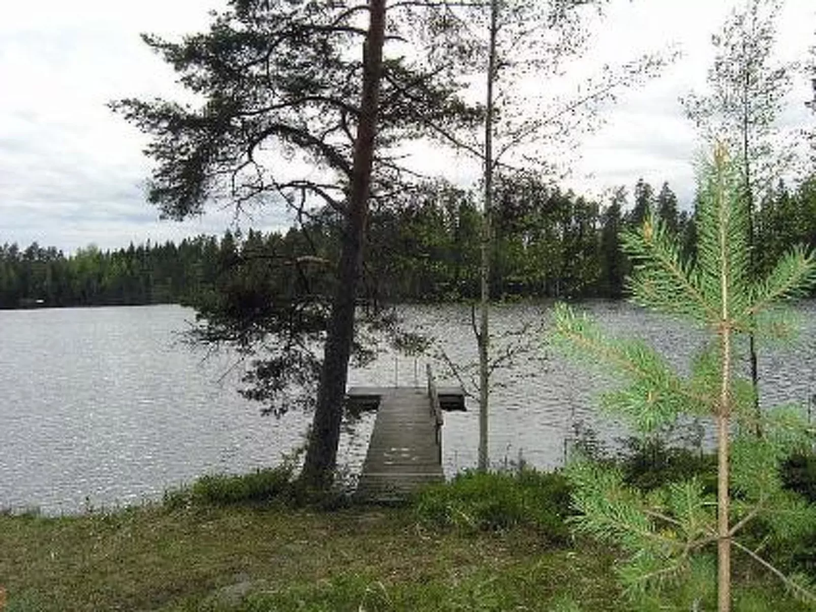 Koivurinne