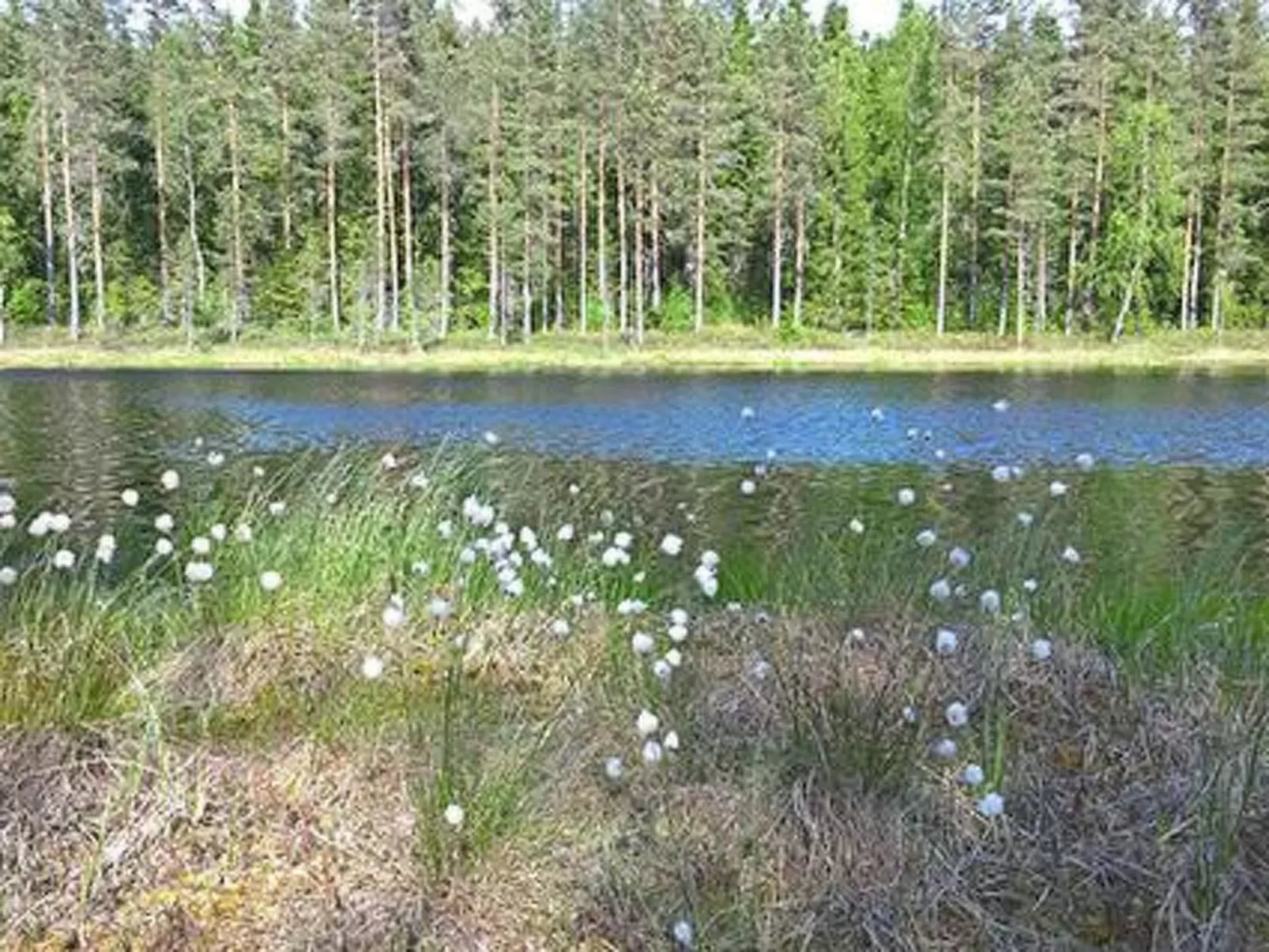 Pihnari-Buiten