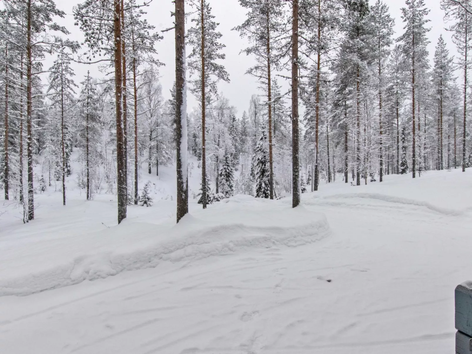 Ilves