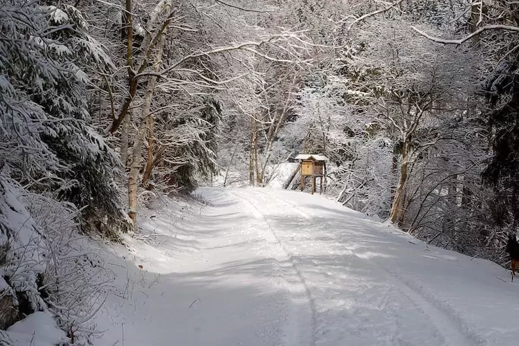 Ferienhaus in Hasselfelde - Haus 59 Blauvogel-Gebied winter 5km