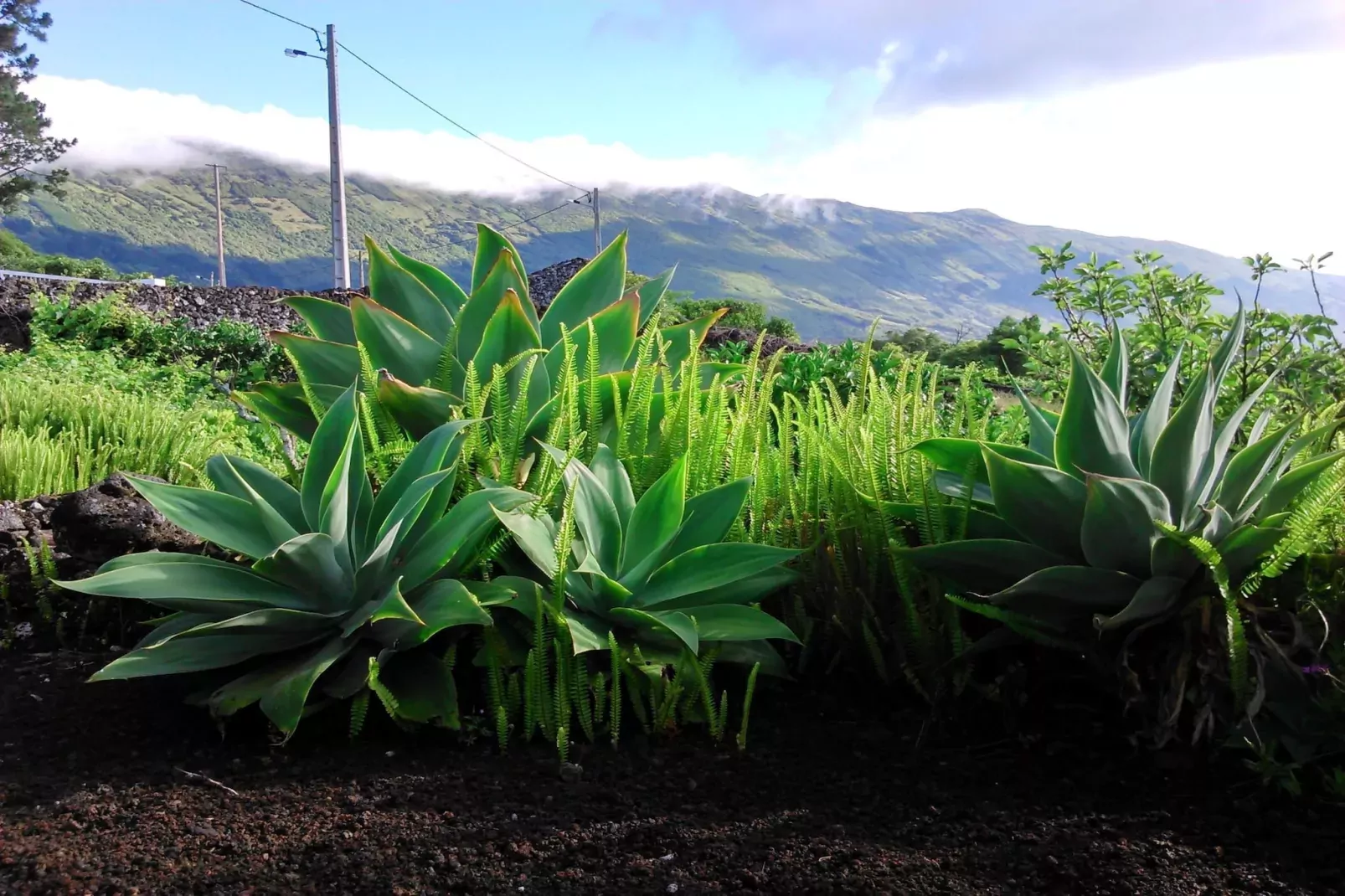 Holiday home in Praínha - Pico - Azores / Casa da Adega-Gebieden zomer 1km