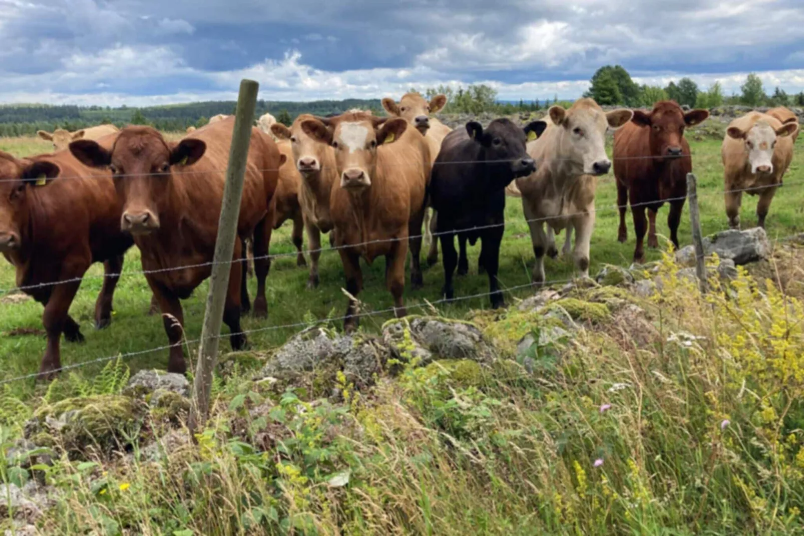 5 persoons vakantie huis in BODAFORS-By Traum-Niet-getagd