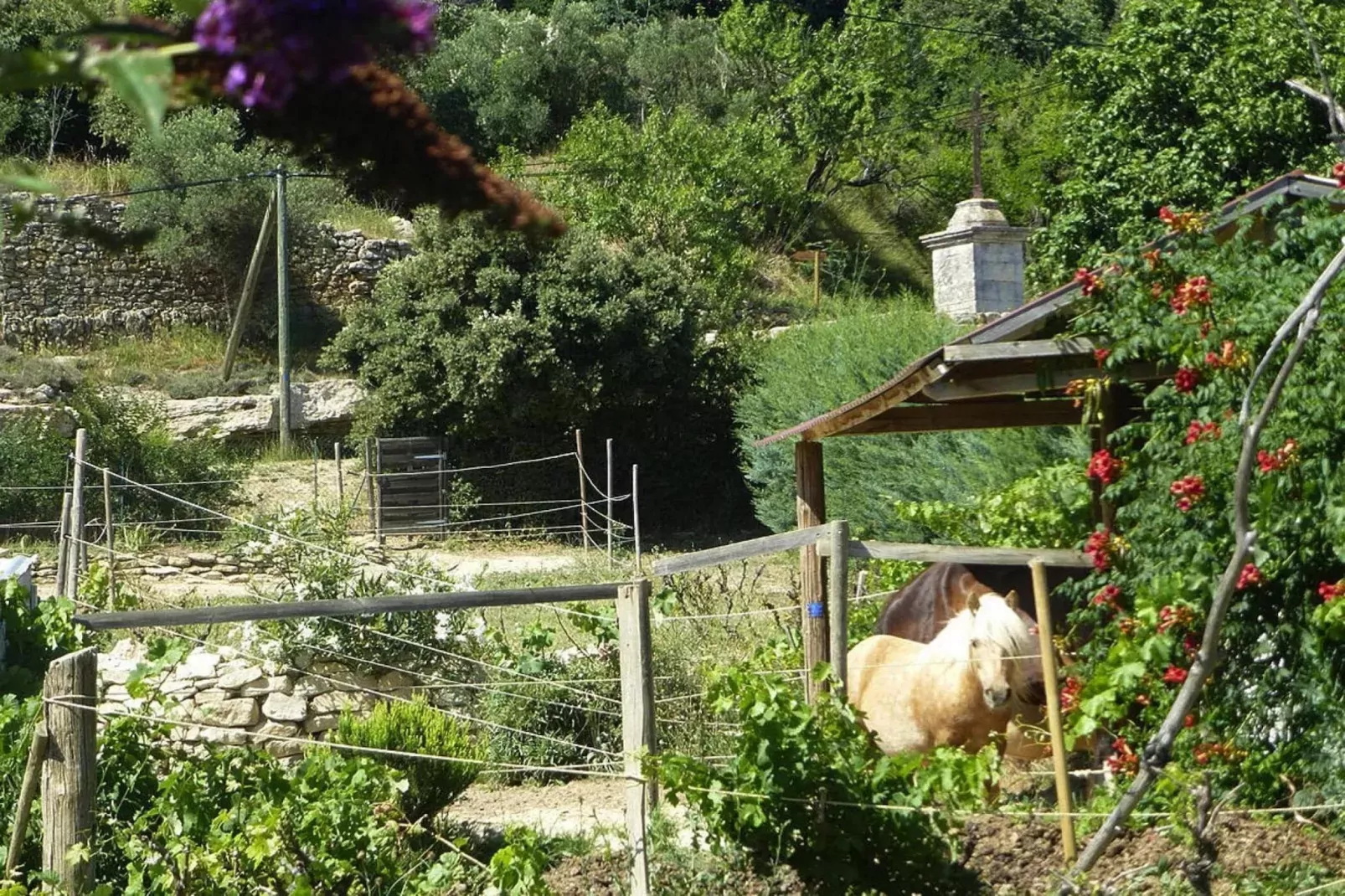 Ferienhaus in Vernègues-Tuinen zomer