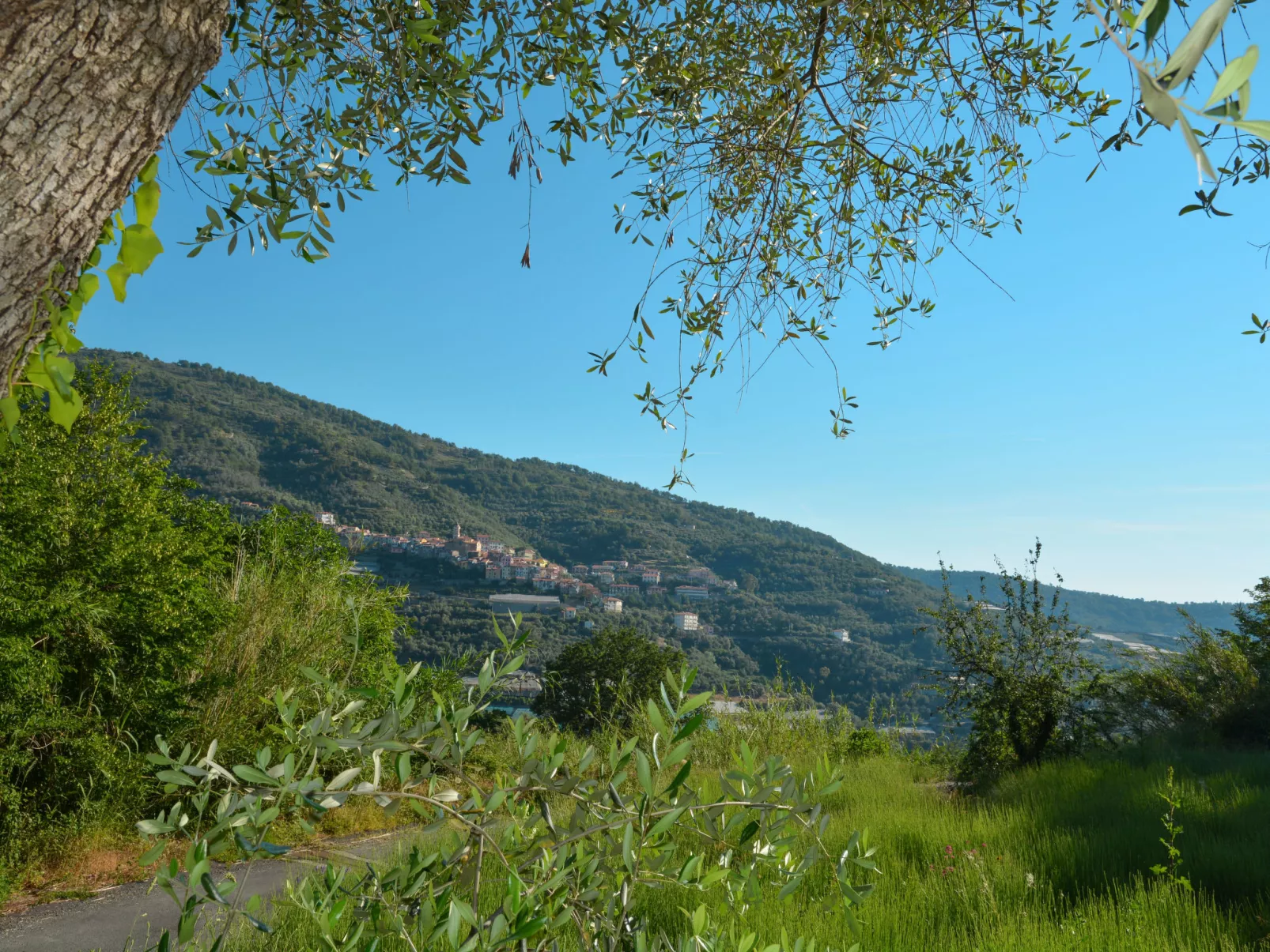 Vecchi Olivi-Omgeving