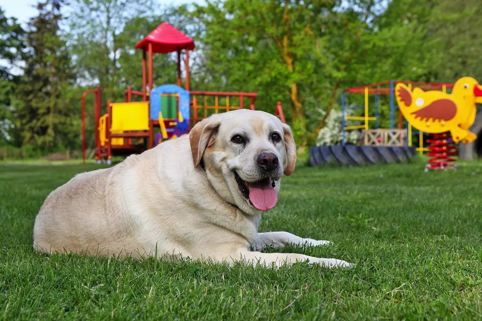 FH Nr 2 mit Hund 1-6 Personen 135 qm-Tuinen zomer