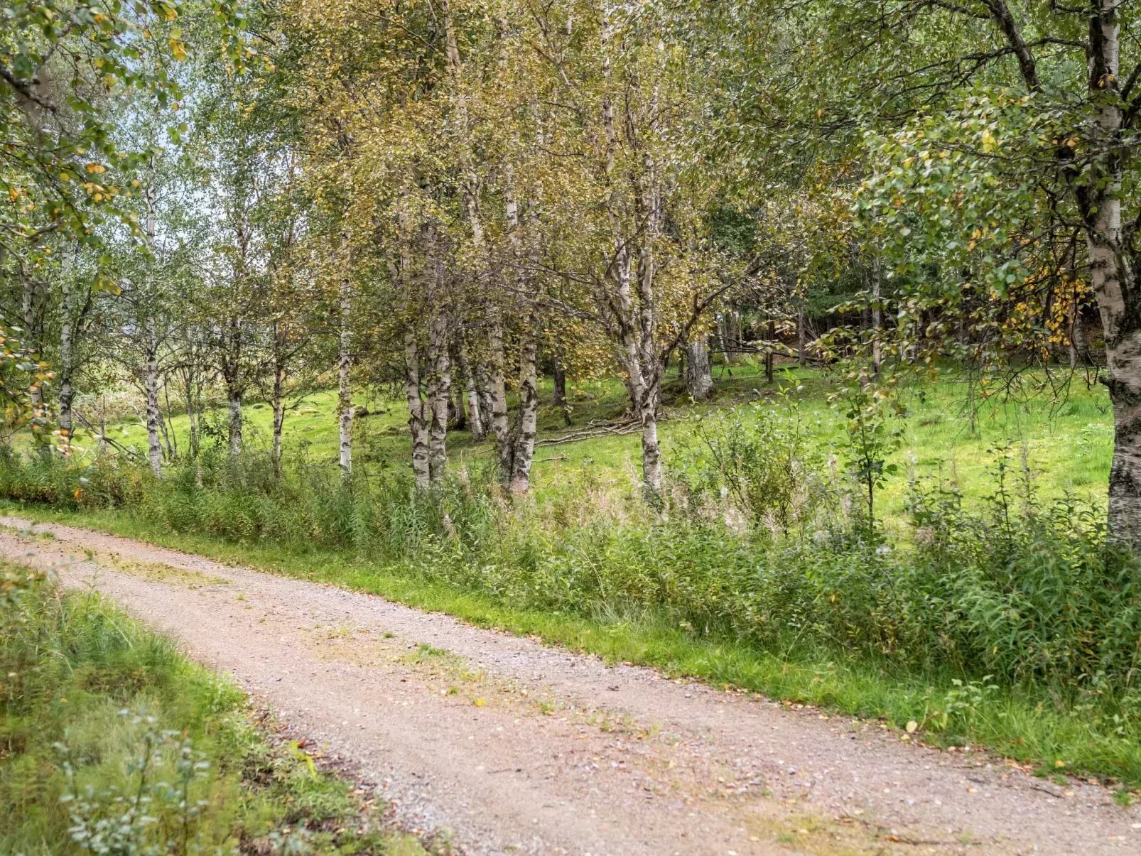 Kvisthån Tallen-Buiten