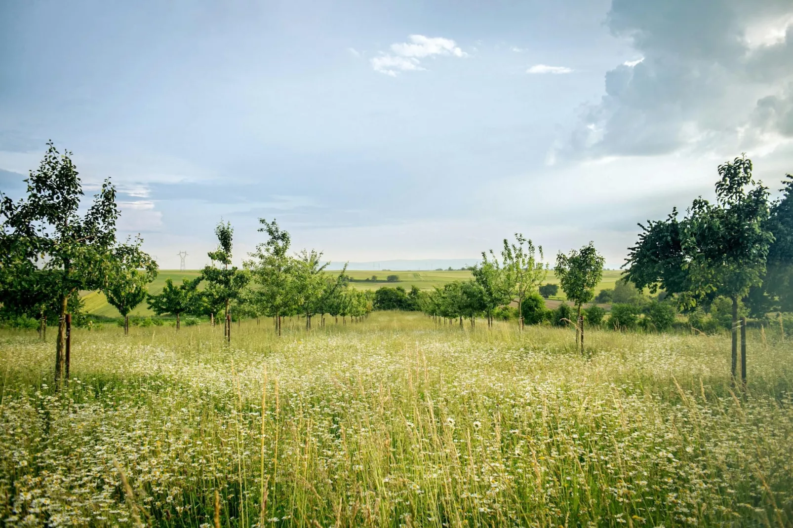 Doppelhaushälfte Zingst-Haus Paradise