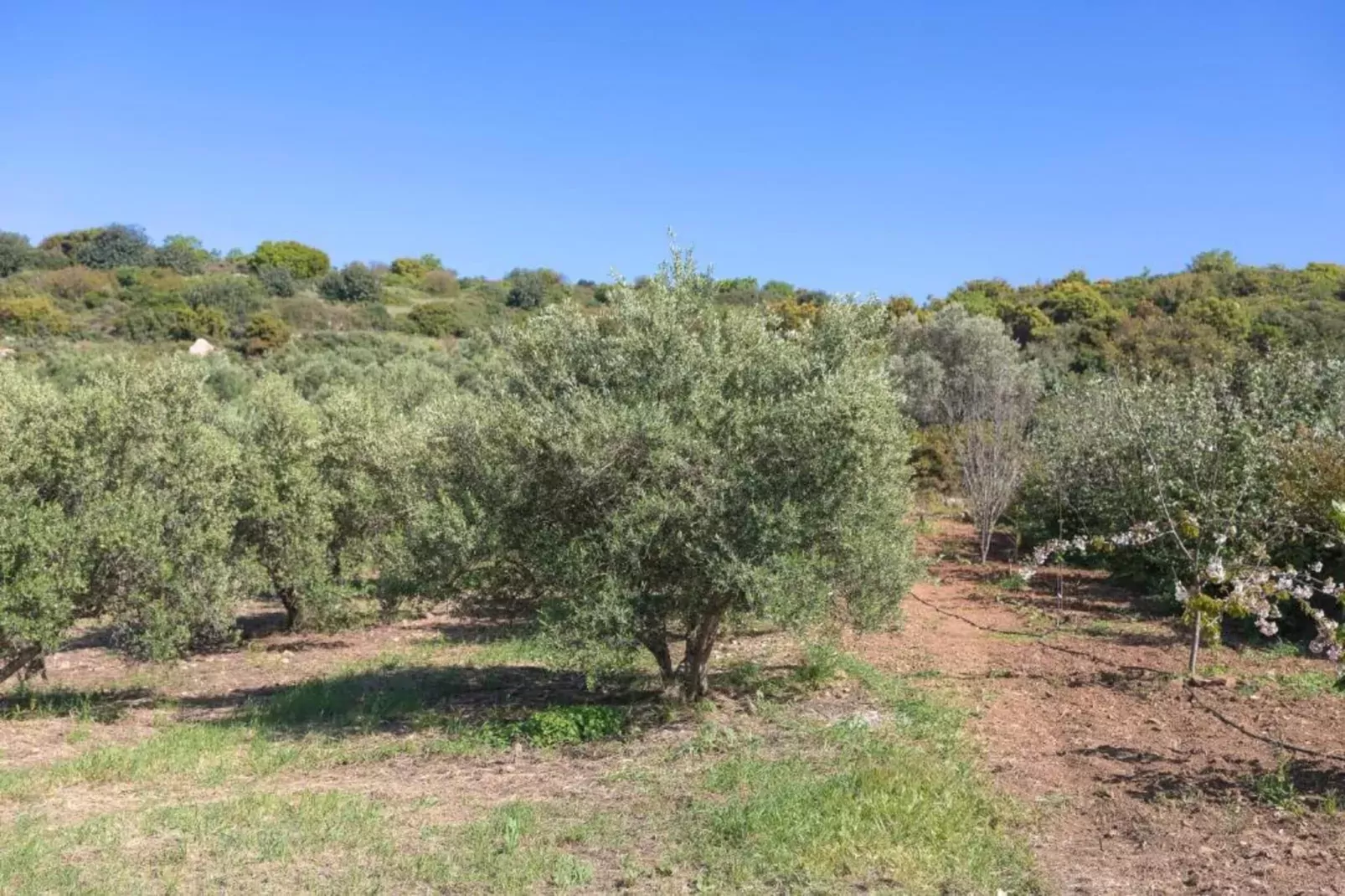 Eveland Accessible Villa 2-Gebieden zomer 20km