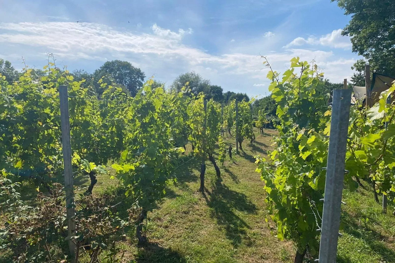 Vakantiepark Reevallis 7-Gebieden zomer 1km