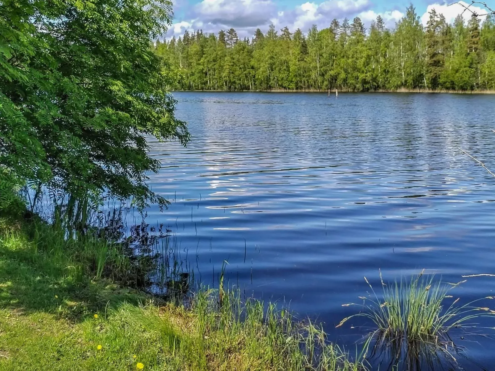 Mäntyrinne