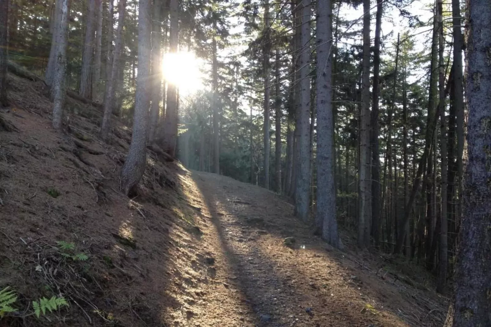 Wernigerode-Gebieden zomer 20km
