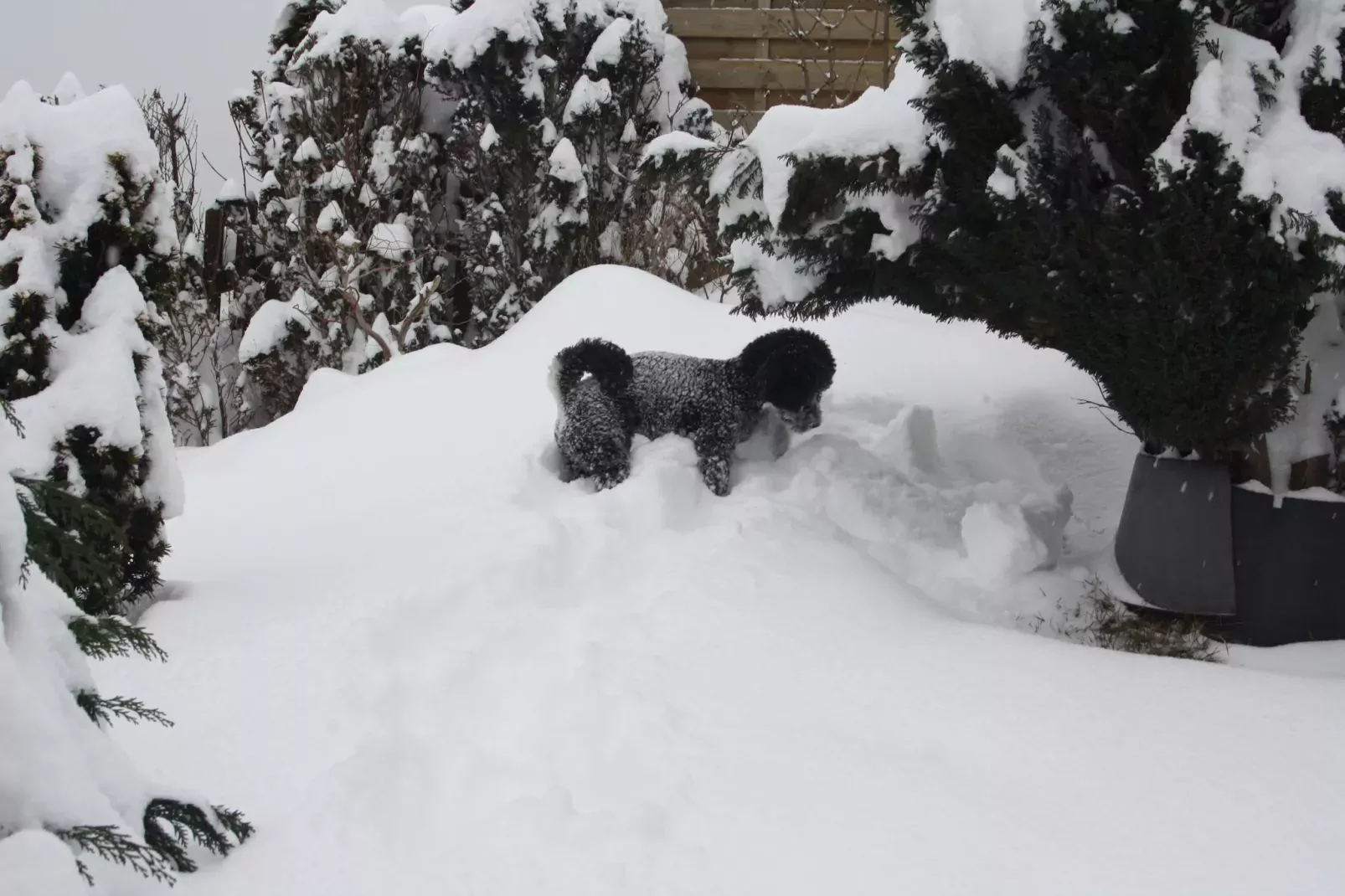 Sauerland - Diemelsee-Tuin winter