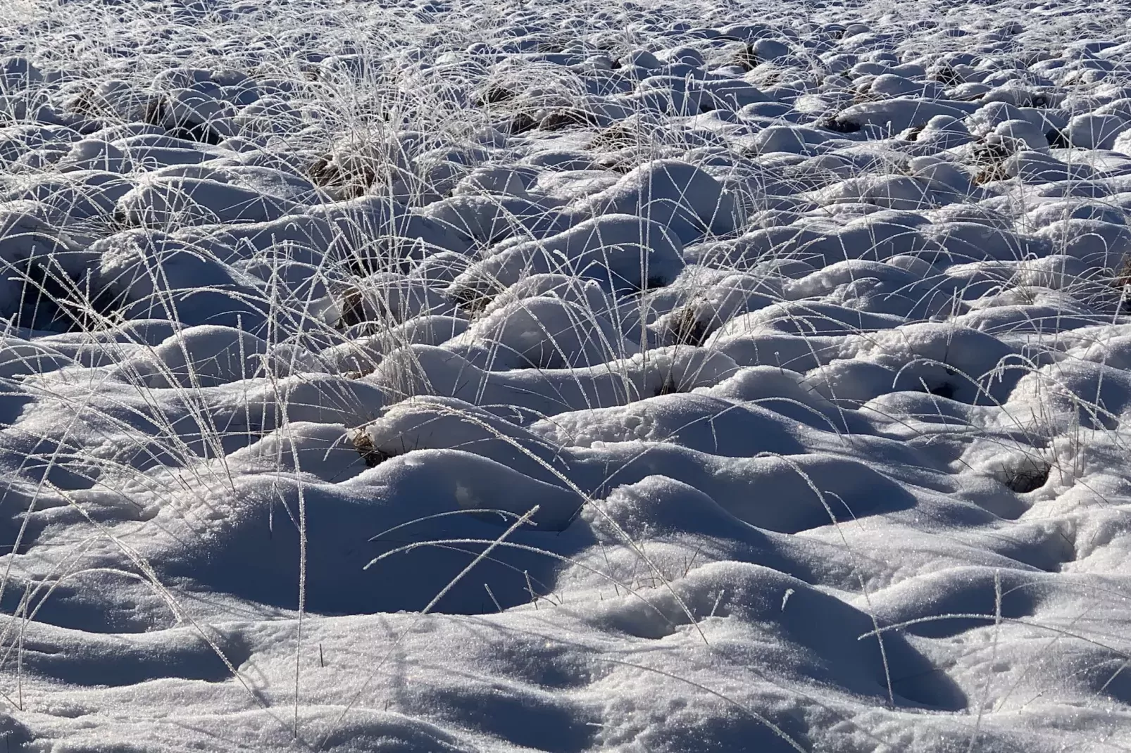 Hautes Fagnes-Gebied winter 20km
