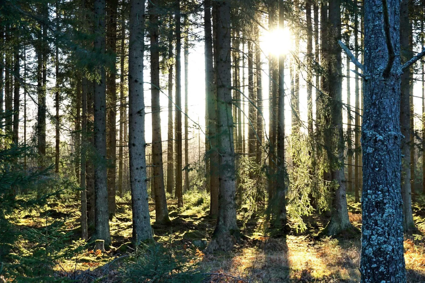 6 persoons vakantie huis in HJORTKVARN-By Traum