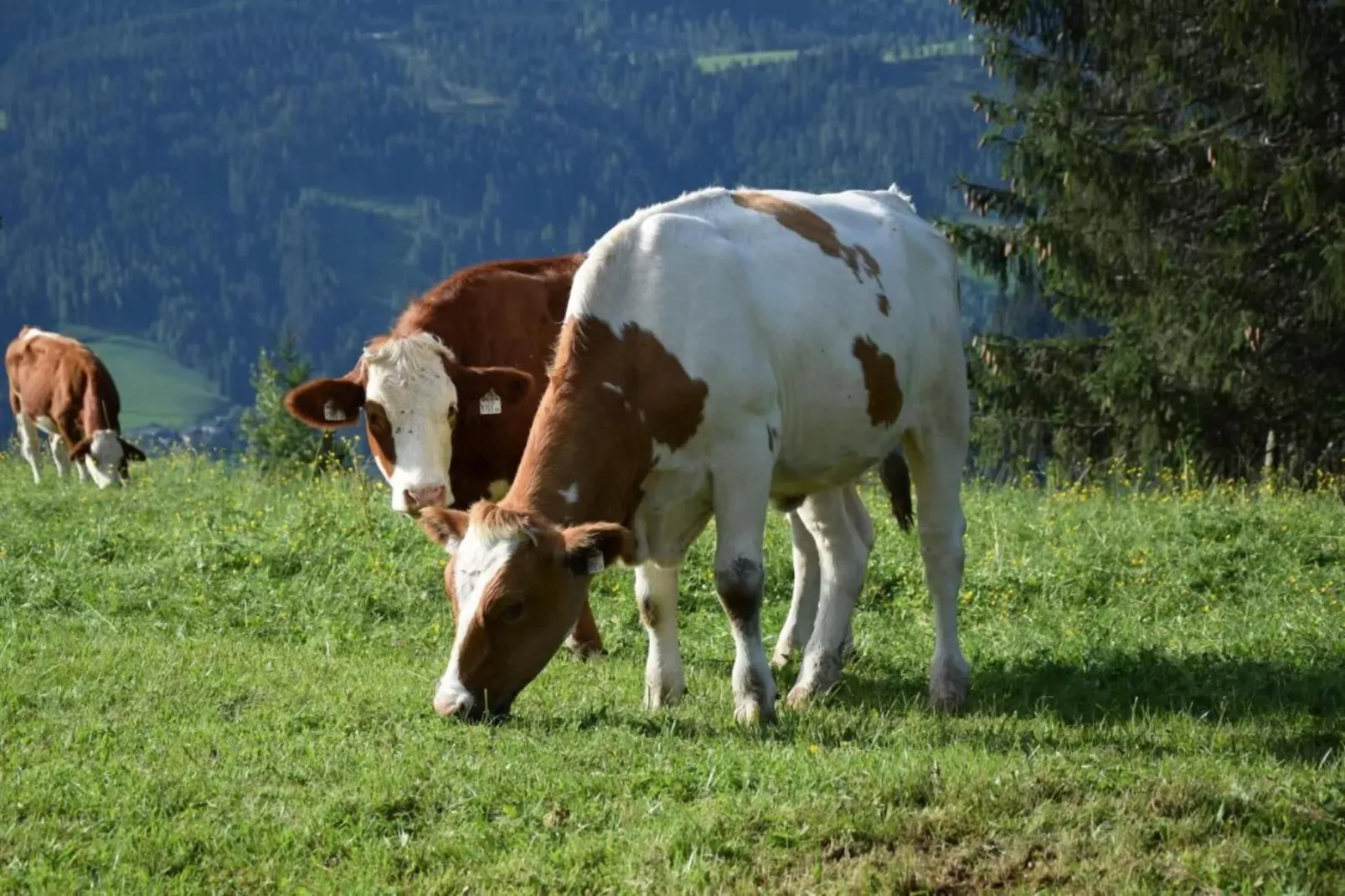 GA2C Alpenleben Apartments-Gebieden zomer 20km