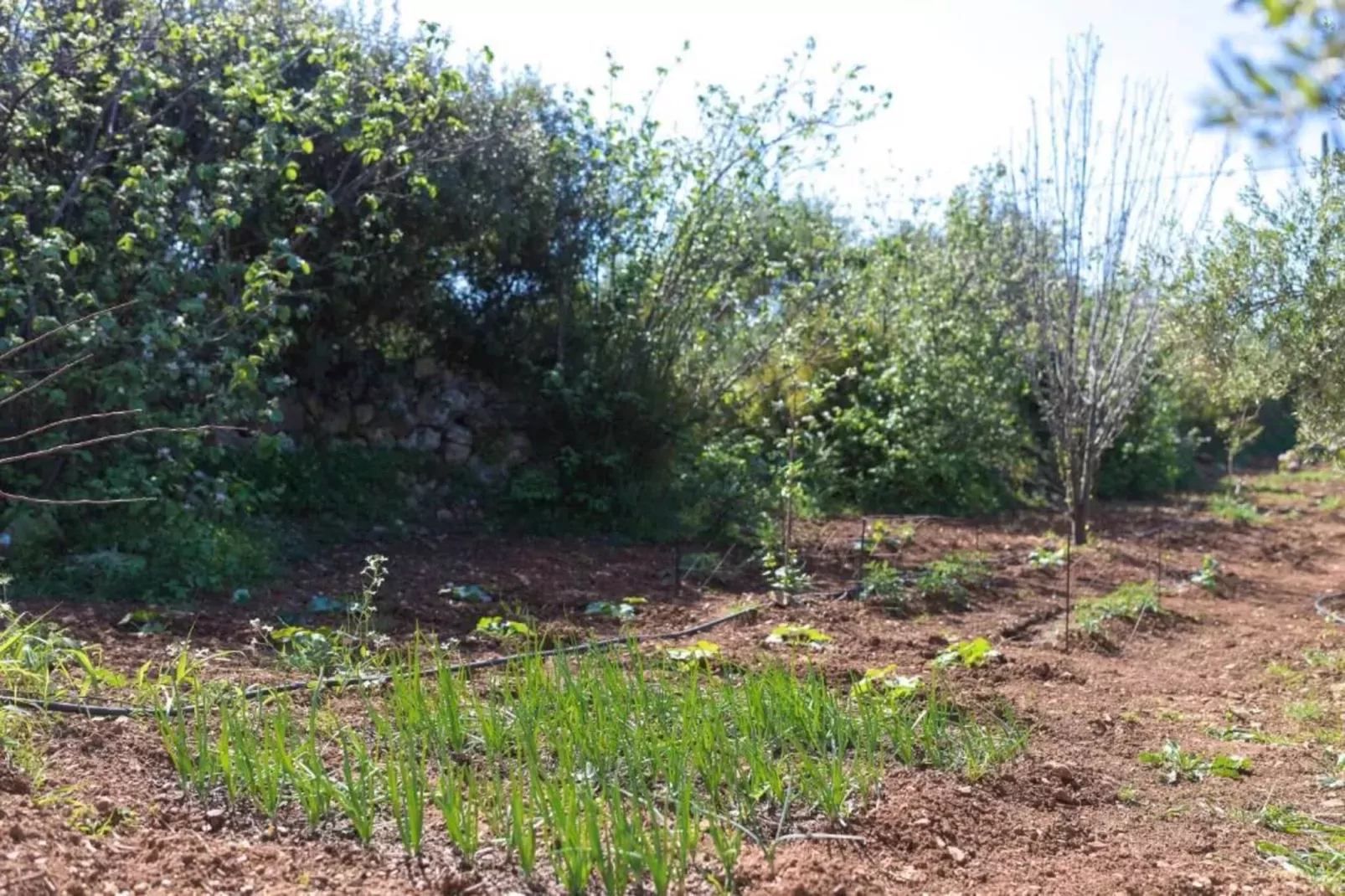 Eveland Accessible Villa 2-Gebieden zomer 20km