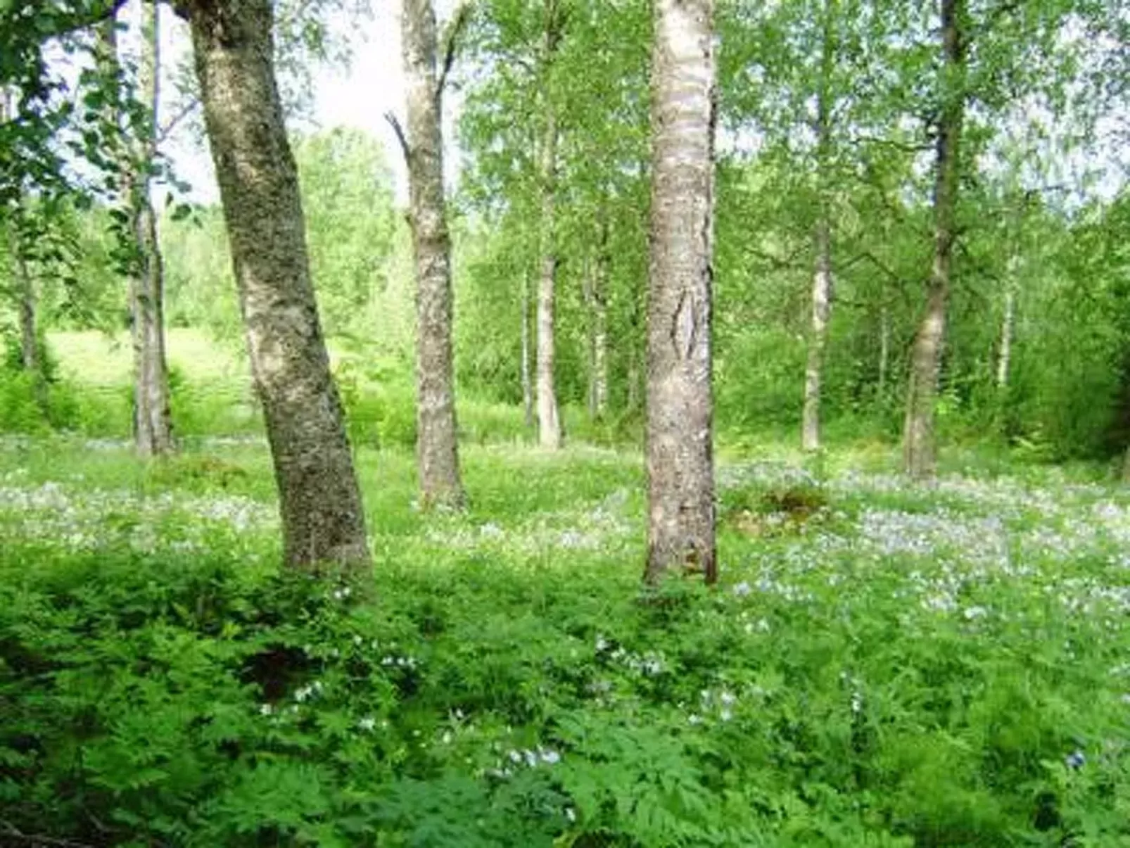 Koivuniemi-Buiten