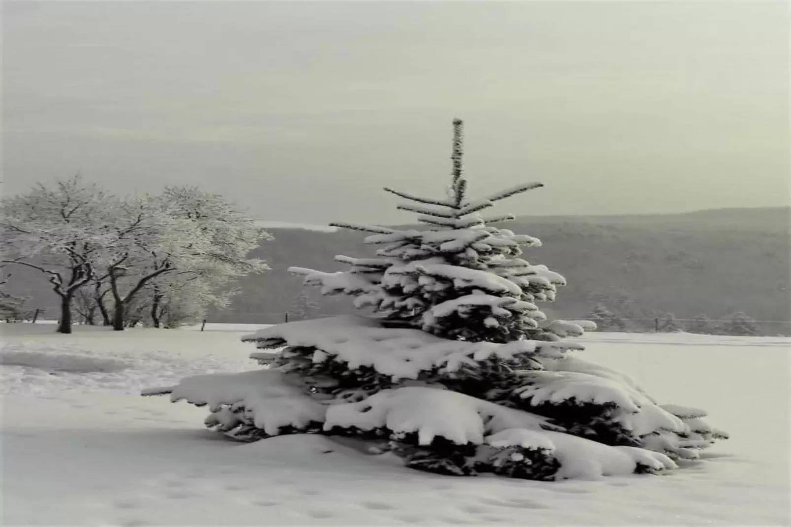 Bungalow Typ B 4P - Camping Park in der Eifel-Gebied winter 20km