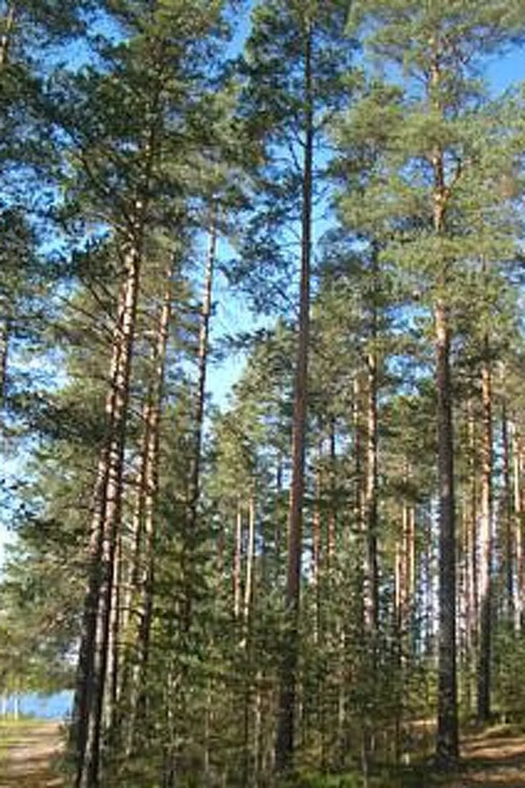 Hietaranta-Buiten