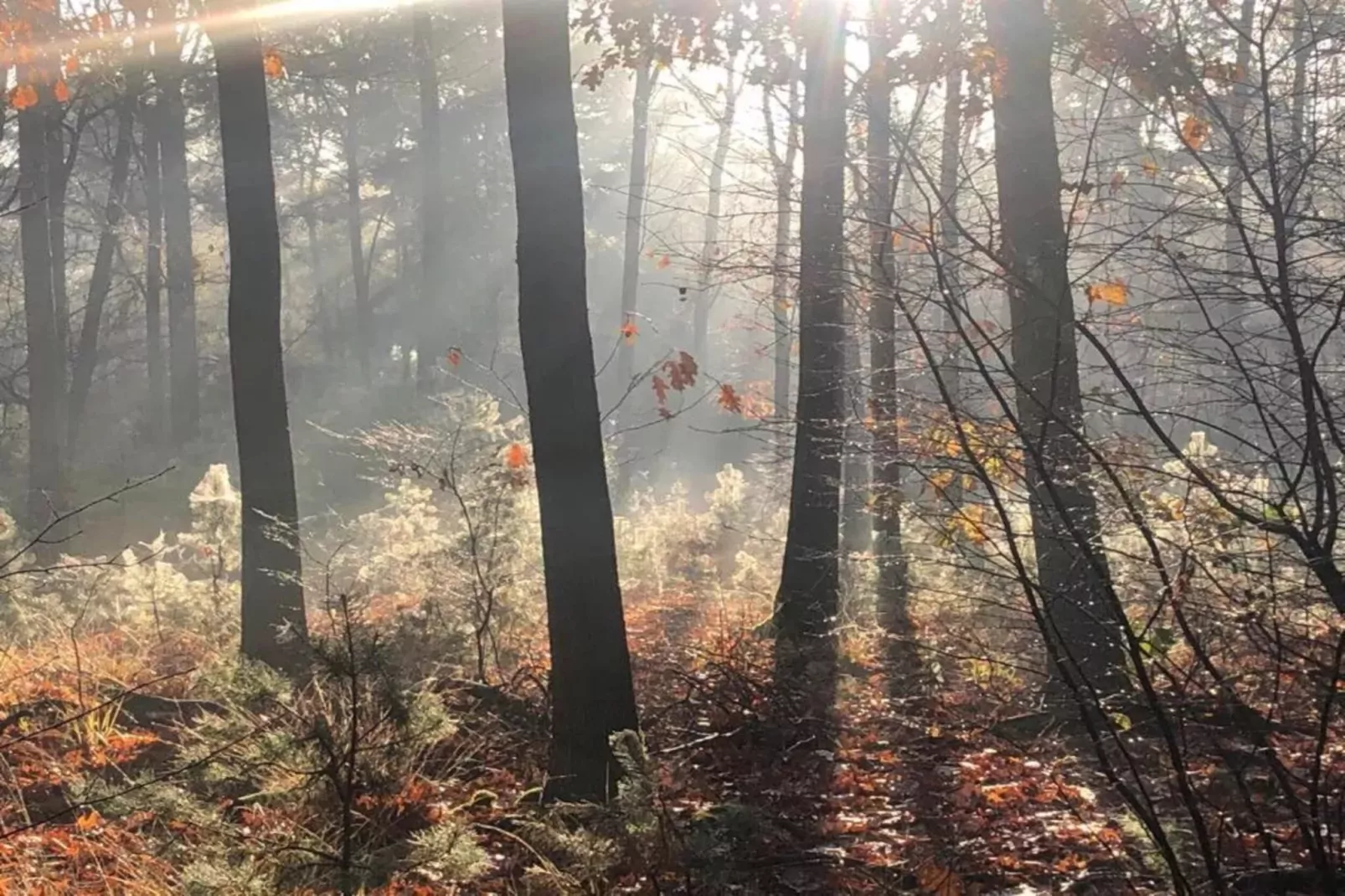 Kabinet-Gebieden zomer 20km