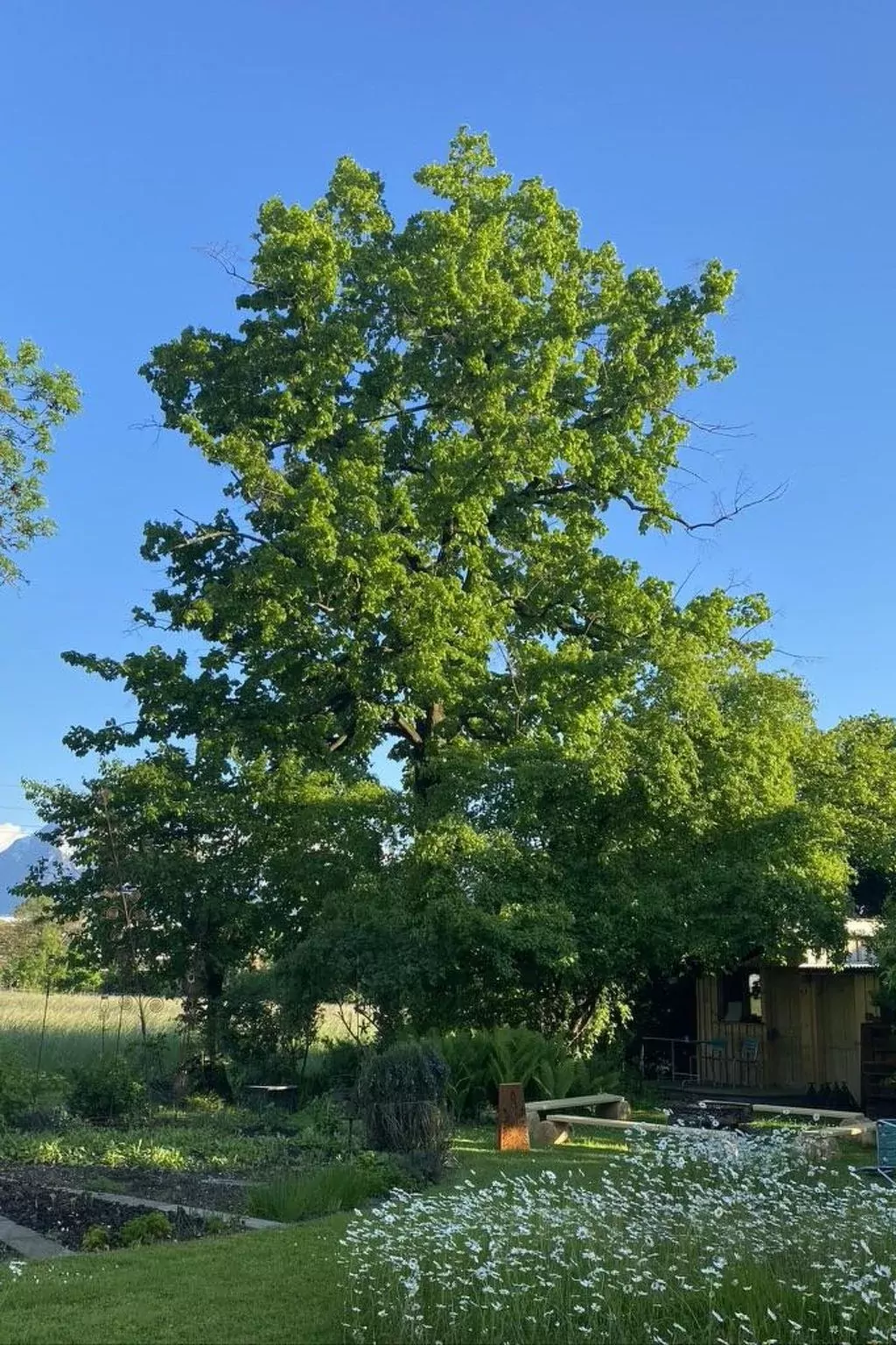 Ferienhaus Oase am Mühlebach-Buiten