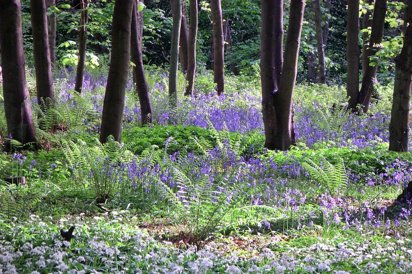 Ingleby Manor - Manor Cottage-Gebieden zomer 5km