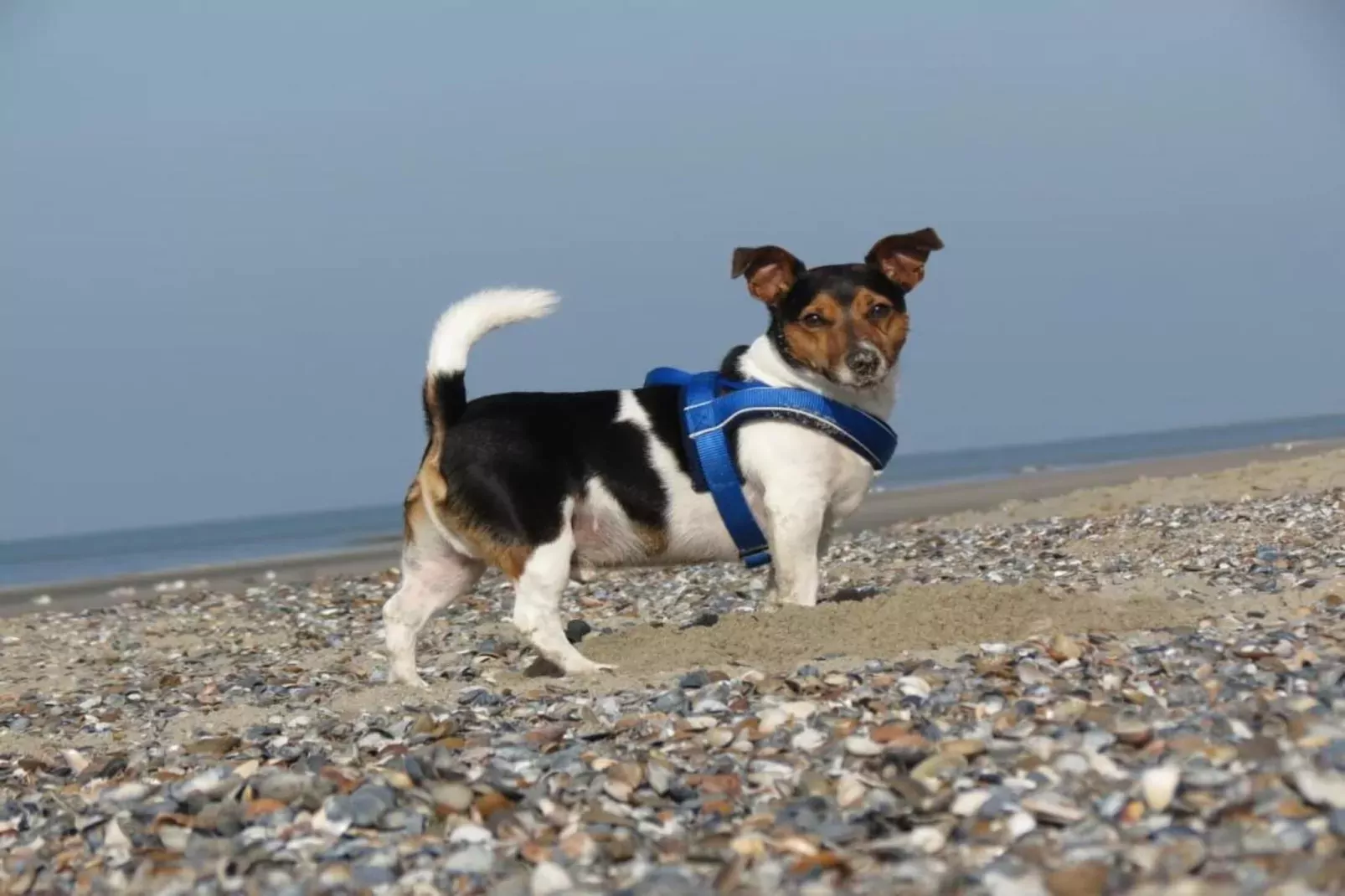 Fort den Haak - Chalet 1 tm 15  hond-Sfeer