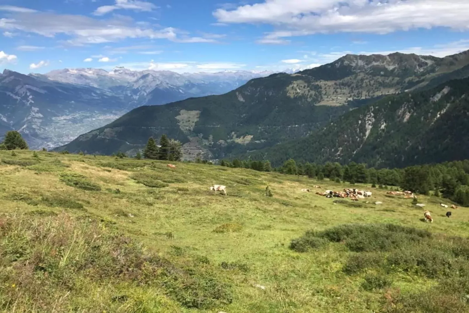 Alpina-Gebieden zomer 20km