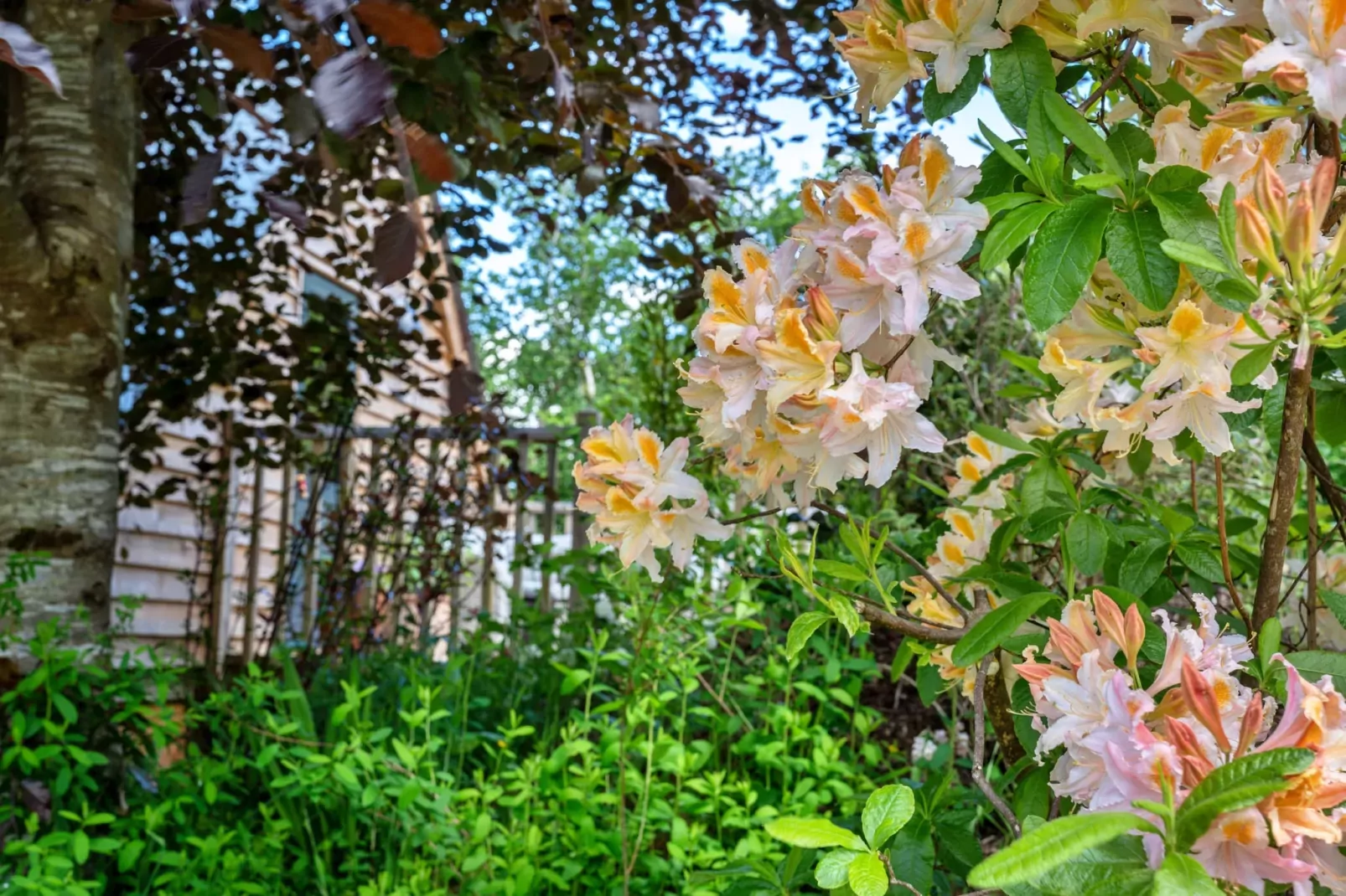 Dingles Farm Annexe-Tuinen zomer